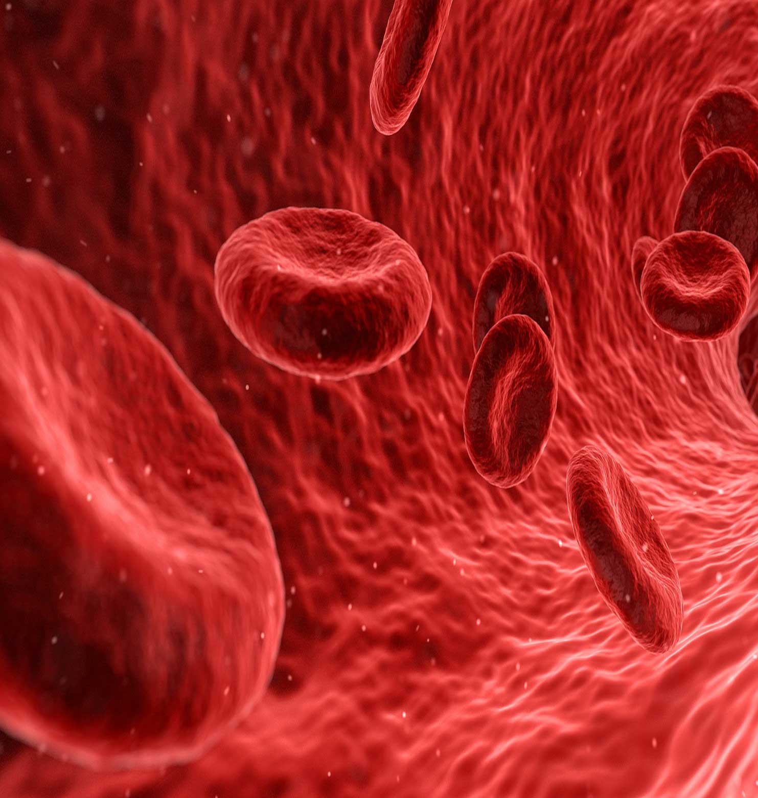 blood cells